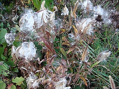 28 Shiawassee National Wildlife Refuge [2008 Nov 5]